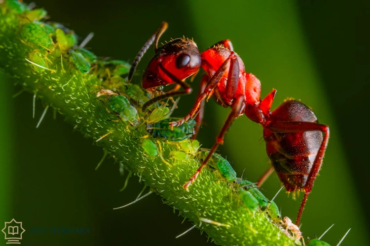 Common Dream Scenarios With Red Ants