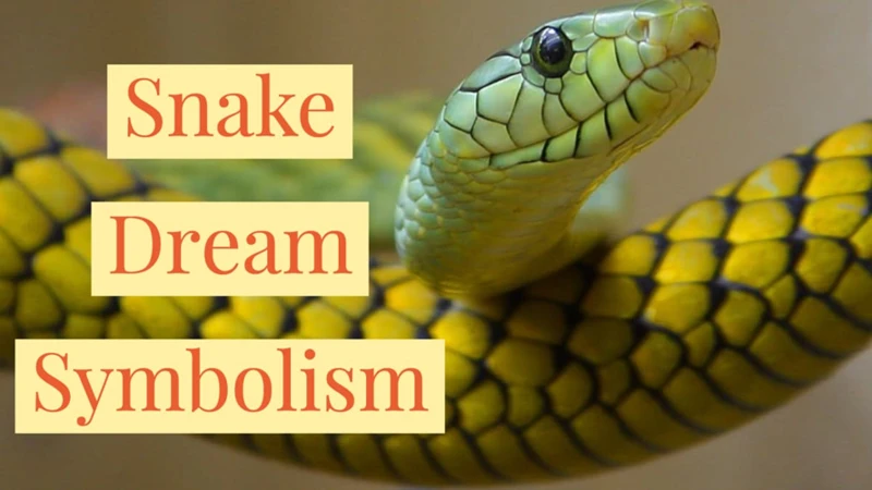 Common Golden Snake Dreams