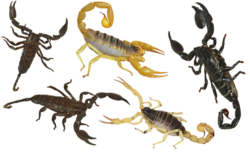 Common Scenarios And Scorpion Bite Interpretations