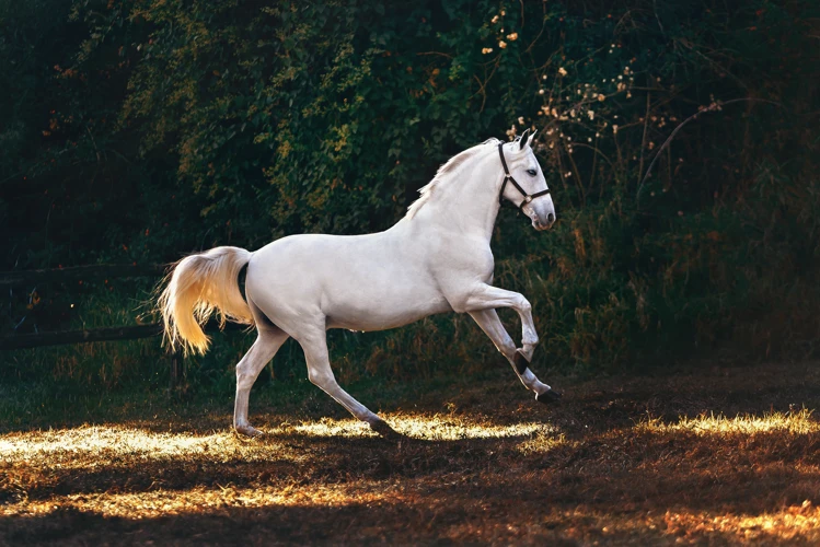 Interpretations Of Dreaming About A White Horse