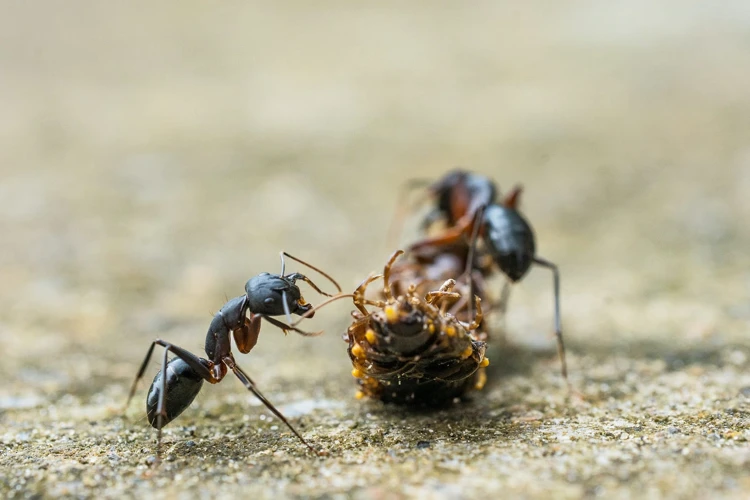 Interpreting Ants In Dreams