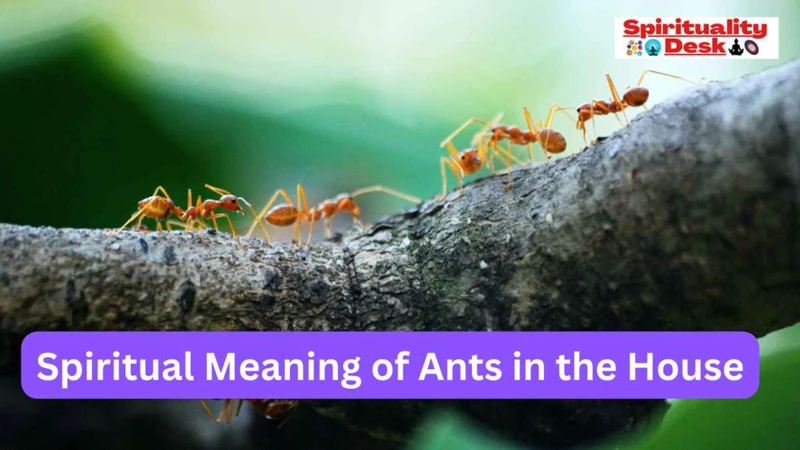 Interpreting Dreams Of Soldier Ants