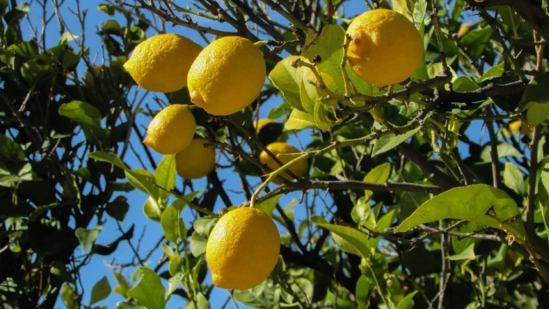 Interpreting Lemons In Dreams