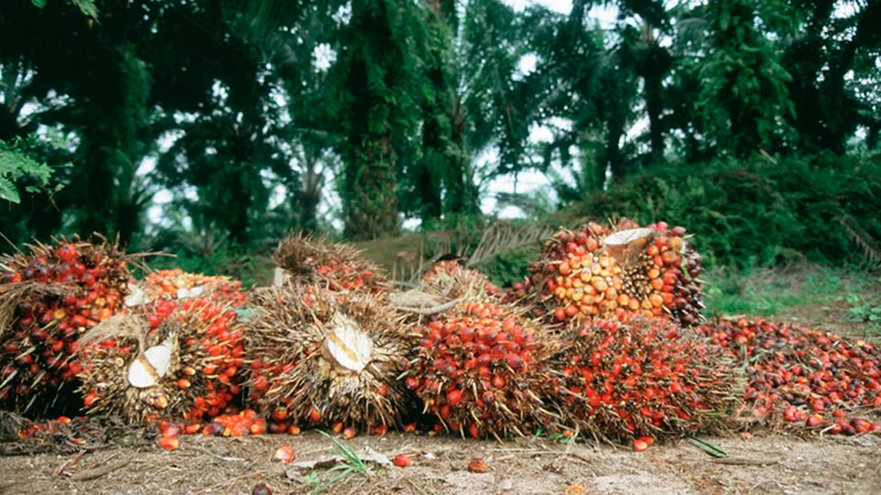 Interpreting Palm Nut Dreams