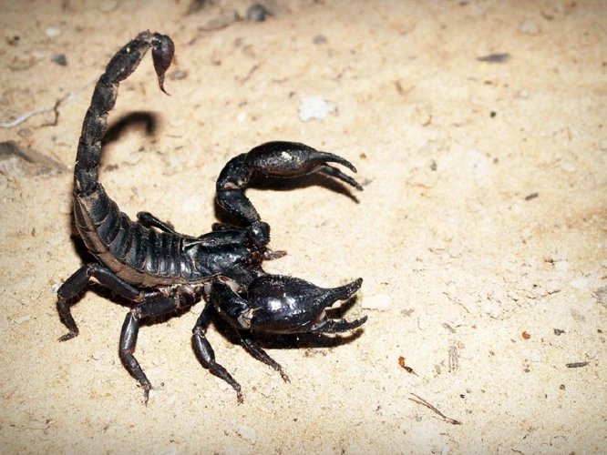 Interpreting Scorpion Bites In Dreams
