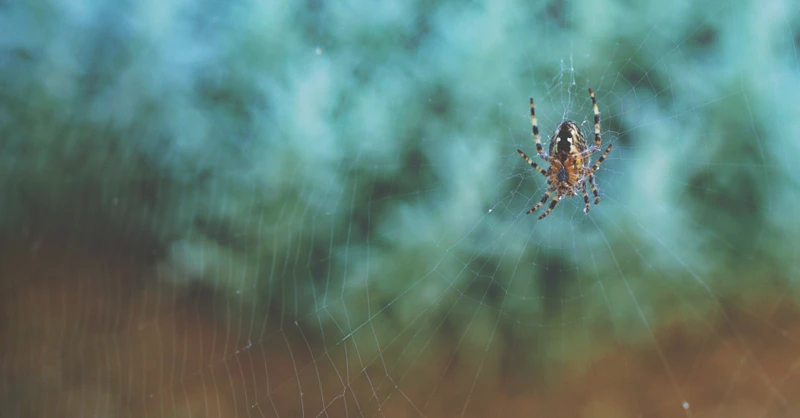 Interpreting The Combination: Rain And Spiders