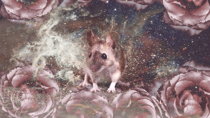 Mice Symbolism In Dreams