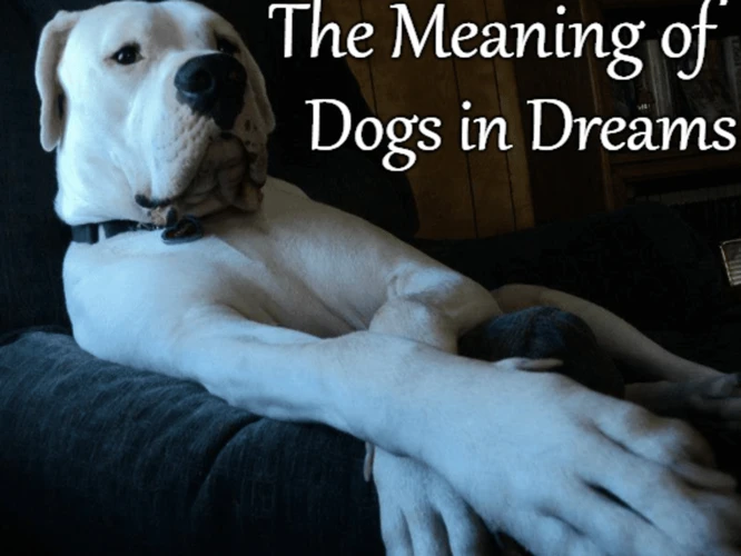 Psychological Meanings Of Dogs In Dreams