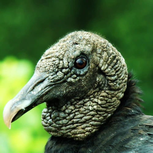 Significance Of Vultures In Dream