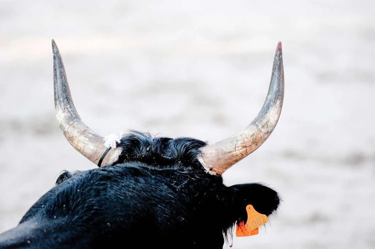 Symbolism Of Bulls