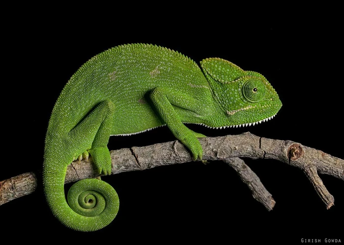 Symbolism Of Chameleons