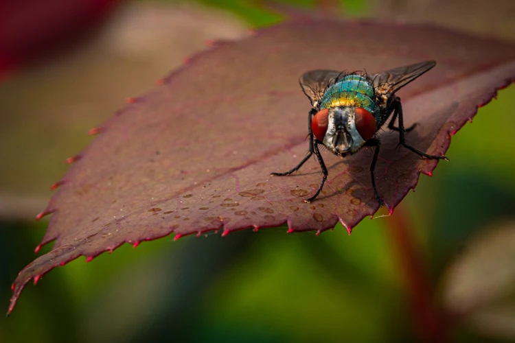 Symbolism Of Flies In Dreams