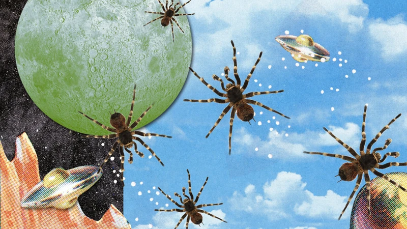 The Significance Of Spiders In Dreams