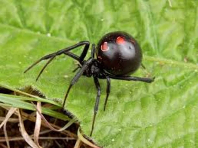 The Symbolism Of A Black Spider