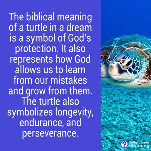 Turtle Symbolism And Dream Interpretation