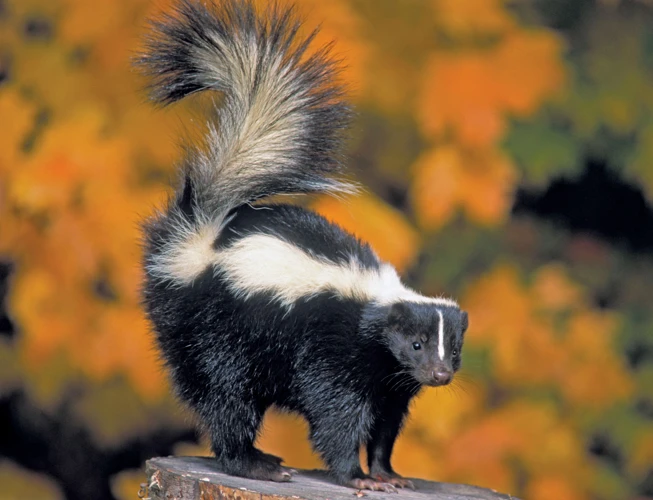 Understanding Skunks