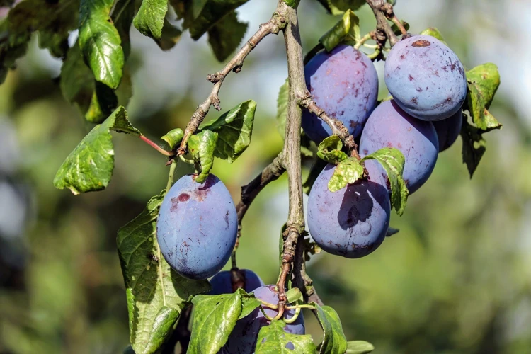 What Does A June Plum Dream Mean?