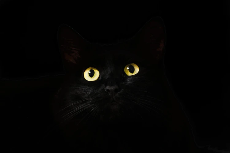 What Does Seeing A Black Cat In A Dream Signify?